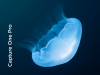 CAPTURE ONE Pro 20 Mac/Windows para Sony Photo PHA50500567